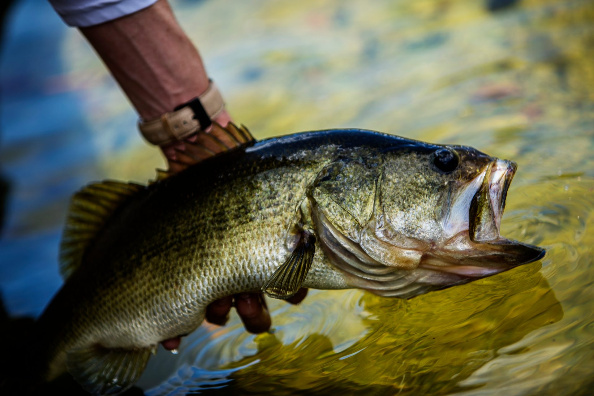 You need to know how to choose the best rod for bass fishing.