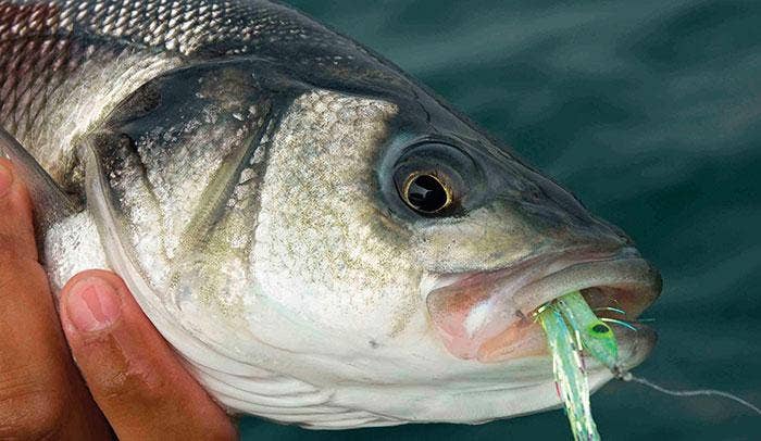 Close up of a Bass fish with bait and lure in mouth