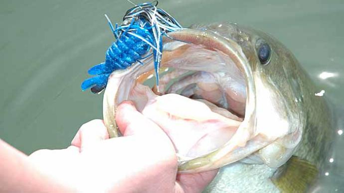 Close up view open mouth bass held partially in water with bait and lure in mouth
